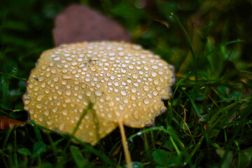 A yellow leaf covered with dew on an autumn morning in an extra-close-up shot