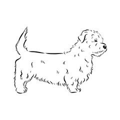 Glenn Imaal terrier, vector sketch