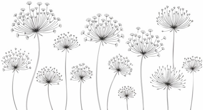 Delicate line drawing of dandelion seed heads in various sizes against a white background