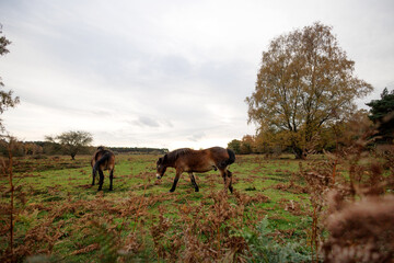 Obraz premium exmoor wild ponies grazing in field in autumn