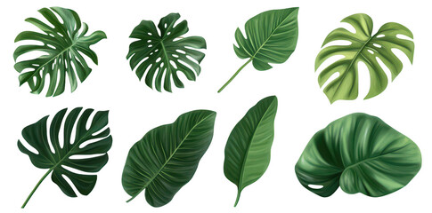 A collection of various tropical leaves intricate patterns and green hues. ideal for nature-themed designs. backgrounds. or botanical illustrations