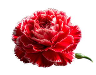 Detailed close-up of a vibrant red flower with white-tipped petals and a bud