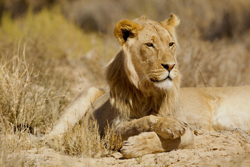 lion male rests relaxed, portrait 740