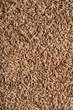 Background composed of grains of raw rice.