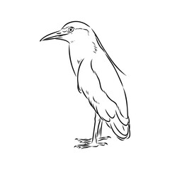 croaker bird, vector sketch