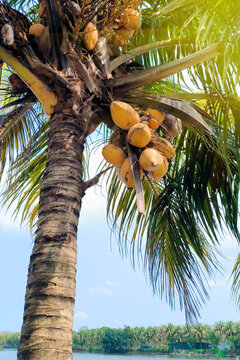 Coconut fruit on the tree, Coconut, Cocos nucifera palm tree on blue sky