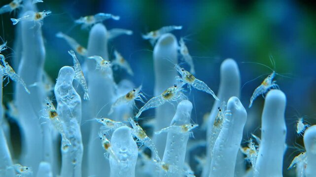 Small translucent shrimp swimming and feeding among plant-like structures in a vibrant blue underwater environment, showing marine life and aquatic ecosystem