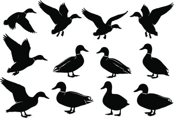 Set of duck silhouettes vector illustration showing flying and standing ducks, wildlife animal collection for hunting, nature, bird design, and outdoor artwork themes