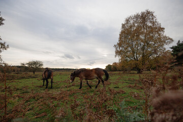 exmoor wild ponies grazing in field in autumn