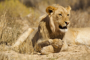 lion male rests relaxed 746 
