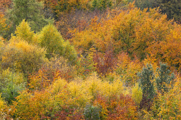Fototapeta premium Autumn leaves, Gloucestershire, UK