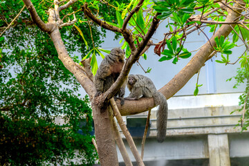 Fototapeta premium Cute titi monkey with her baby on a tree branch at the zoo