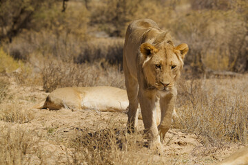 lioness walking 765