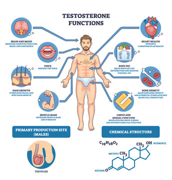 Testosterone functions graphic illustrating a male body with brain, heart, and muscle icons to explain effects on mood, health, and strength. Outline diagram