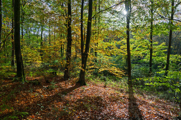 Backlit beech trees with autumn leaves in deciduous woodland, East Sussex, England, United Kingdom, Europe