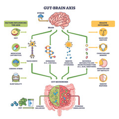 Gut-brain axis overview showing brain, gut microbiome, and vagus nerve exchanging signals for mood, cognition, digestion, and immune balance. Outline diagram