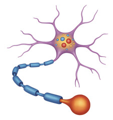 Vibrant scientific illustration of a complex neuron cell with dendrites, axon, and myelin sheath, perfect for medical and educational concepts.