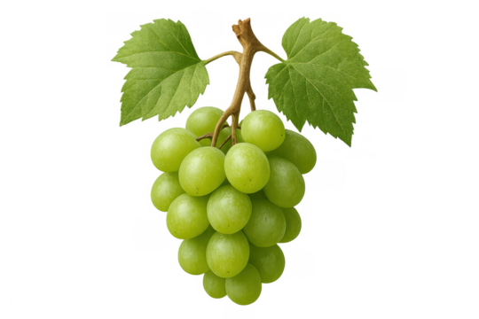Bunch of green grapes hanging from a vine with fresh leaves, showing healthy organic fruit, transparent background