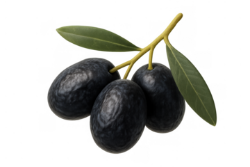 Black olives cluster on a branch with leaves, presenting a healthy food ingredient for mediterranean cuisine, transparent background