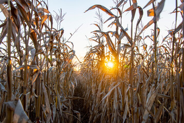 Field of Corn for Harvest