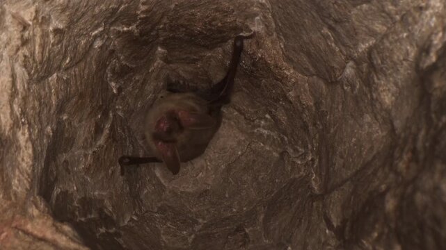 Close up strange animal Greater mouse-eared bat Myotis myotis hanging upside down in the hole of the mine looking around just after hibernating. Creative wildlife take.