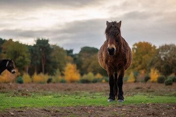 exmoor wild ponies grazing in field in autumn