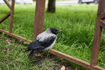 Alert hooded crow observing blurred urban transportation scene