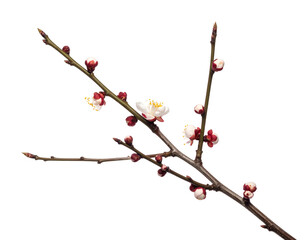 Delicate flowering branch with buds and one fully bloomed white blossom against a black void