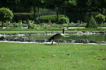 Egyptian goose walking beside pond in green park