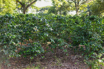 Close up of a coffee plant in Ethiopia