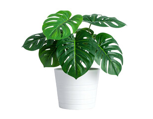 Lush, green plant in a white, ribbed pot, against a stark black background