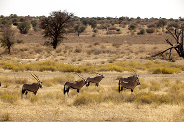 oryx gazella in Kalahari 002 
