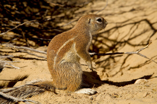 ground squirrel, Xerus inauris, close 992

