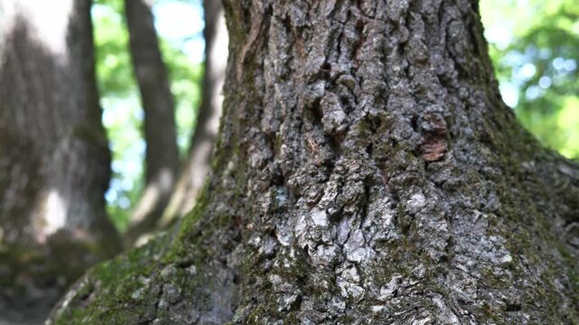 The texture of a perennial tree with deep, strong roots