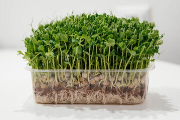 Fresh pea microgreens in a plastic container. Growing healthy greens at home. Juicy pea microgreens close-up. 