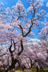 高遠城址公園の桜。伊那、長野、日本。4月中旬。