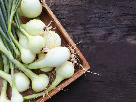 Fresh green onions in a wooden box on a dark background