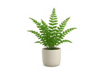 Green fern houseplant in pot on transparent background