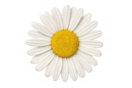 Daisy flower in full bloom showing white petals and a bright yellow center, representing nature and freshness