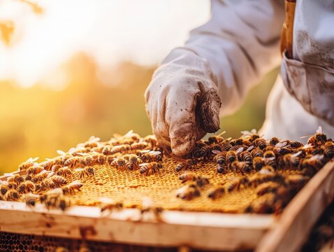 Beekeeper inspecting a frame covered in bees with gloved hand in sunlight