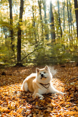 Fototapeta premium portrait of cute Japanese Akita puppy in autumn forest 