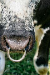 Snout ring on bull