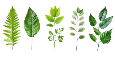A collection of various green leaves different shapes and textures. ideal for nature-themed designs or educational materials about botany and plant diversity