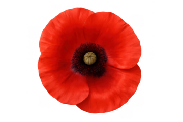 Red poppy creating remembrance, commemorating veterans, and symbolizing peace with isolated transparent background