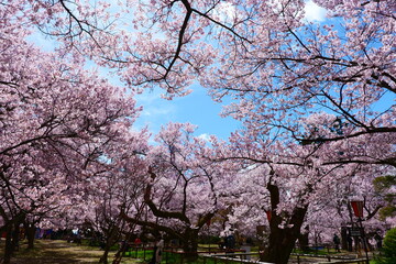 Naklejka premium 高遠城址公園の桜。伊那、長野、日本。4月中旬。