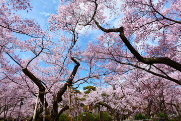 高遠城址公園の桜。伊那、長野、日本。4月中旬。