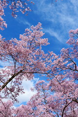 高遠城址公園の桜。伊那、長野、日本。4月中旬。