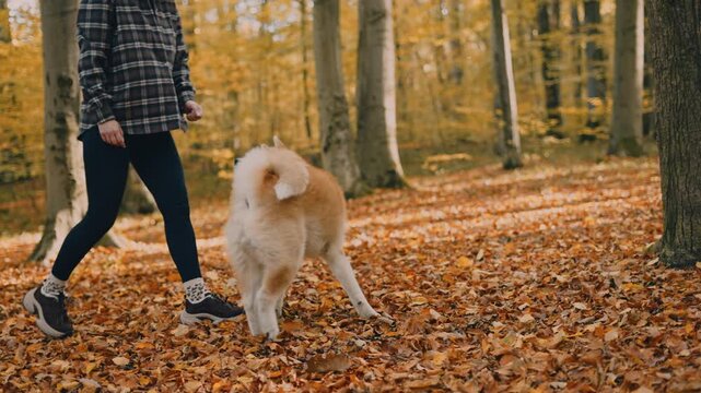 young woman walking and playing with her japanese akita puppy in autumn forest