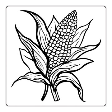 Black and white illustration of corn plant