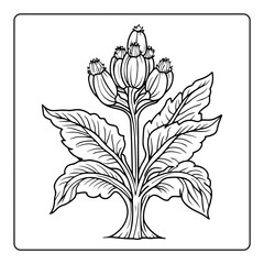 Detailed botanical illustration of a flowering plant with leaves